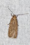 Depressaria daucella