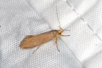 Crassa unitella