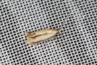 Coptotriche marginea