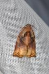 Archips podana