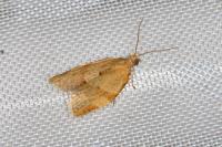 Clepsis consimilana