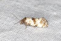 Neocochylis molliculana
