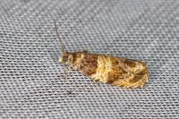Celypha aurofasciana