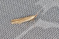 Coleophora