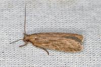 Depressaria daucella