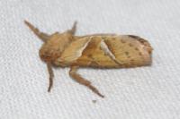 Triodia sylvina