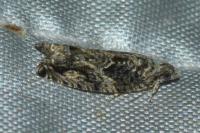 Epinotia nisella/cinereana