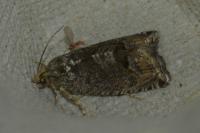 Cydia splendana