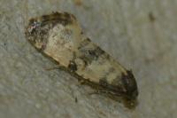 Cochylichroa atricapitana