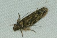 Psoricoptera gibbosella