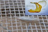 Coleophora adspersella