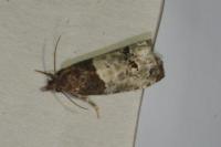 Notocelia roborana
