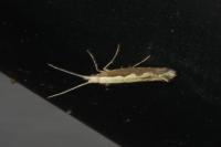 Plutella xylostella
