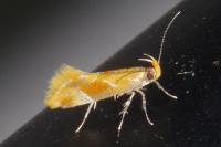 Epicallima formosella