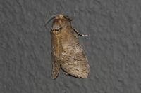 Cossus cossus