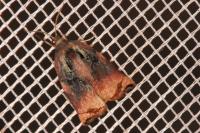 Archips podana