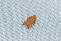Carcina quercana