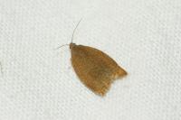 Archips rosana