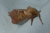 Triodia sylvina