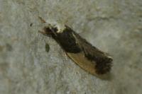 Monopis monachella
