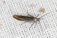 Coleophora