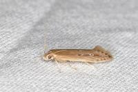 Limnaecia phragmitella