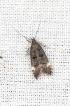 Dichomeris alacella
