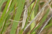 Pleurota aristella