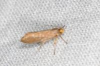 Crassa unitella