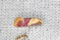 Diceratura ostrinana