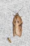 Acleris