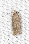 Pexicopia malvella