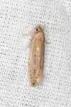 Limnaecia phragmitella