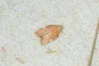 Carcina quercana