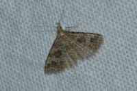 Alucita hexadactyla