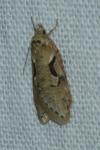 Semioscopis steinkellneriana