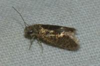 Dyseriocrania subpurpurella