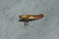Caloptilia robustella