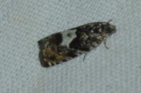 Pammene argyrana