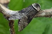 Acossus terebra
