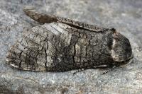 Acossus terebra