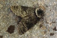 Acossus terebra