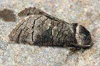 Acossus terebra