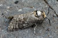 Cossus cossus