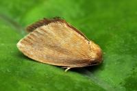 Heterogenea asella