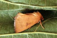 Hoyosia codeti