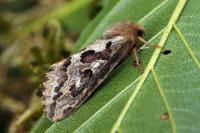 Korscheltellus fusconebulosus