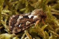 Korscheltellus fusconebulosus