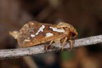 Korscheltellus lupulinus