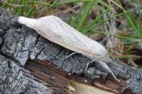 Phragmataecia castaneae